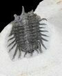 Undescribed Odontopleurid (aff Laethoprusia) Trilobite #39793-2